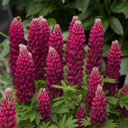 Lupinus polyphyllus - Lupin de grădină