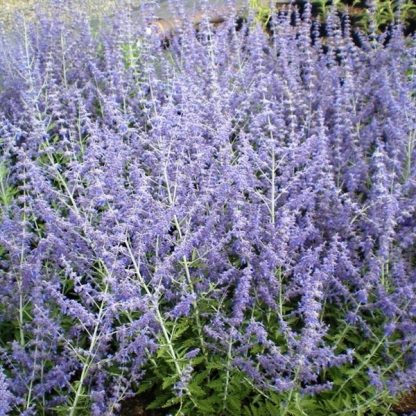 Perovskia Blue Spire - Salvie rusească