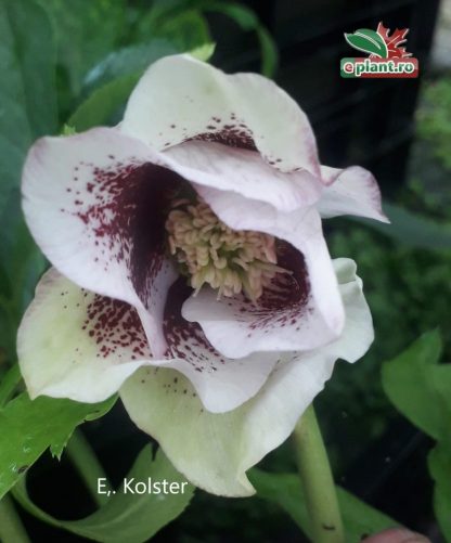 Helleborus or. Pretty Ellen Spotted