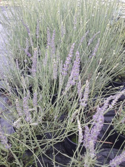 lavandula intermedia