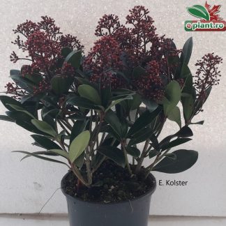 Skimmia japonica 'Rubella'