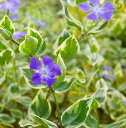 Vinca minor 'Variegata' - Sașchiu variegat