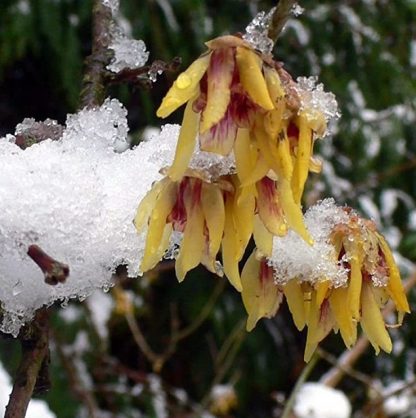 Chimonanthus praecox