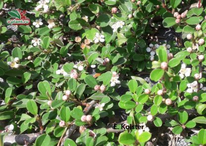 Cotoneaster suecicus 'Coral Beauty'