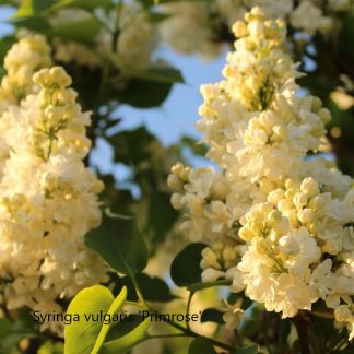 syringa primrose