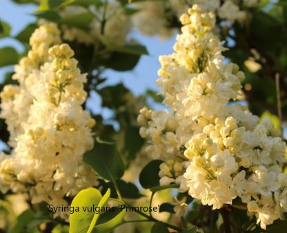 syringa primrose