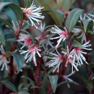 Sarcococca hookeriana