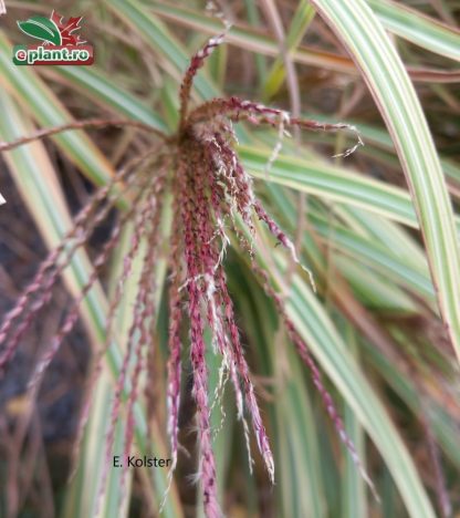 Calamagrostis × acutiflora 'Overdam'