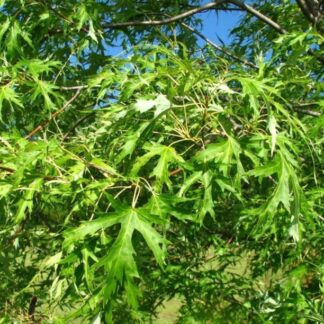 Acer sacchariunum 'Born's Gracious'